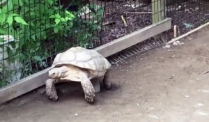 Une tortue coincée sur un rocher sauvée par une autre tortue... Solidarité animale!