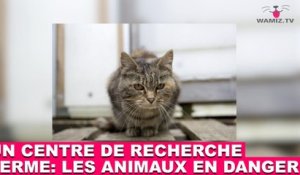Un Chat Qui Vient Consoler Un Bebe Quand Il Pleure Decouvrez Le Dans La Minute Chat 1 Sur Orange Videos