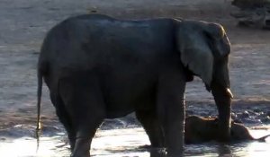 Cet éléphanteau ne veut pas sortir de l'eau... Le bain c'est trop bien!
