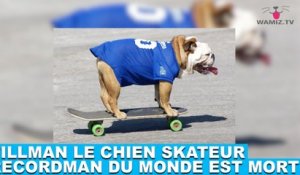 Tillman le chien skateur recordman du monde est mort! Aujourd'hui dans la minute chien #64