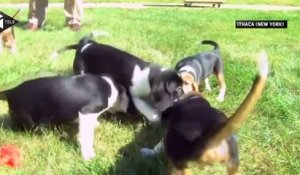 Des chiots éprouvettes ont vu le jour aux Etats-Unis, une première mondiale