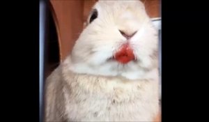 Un lapin trop mignon mange des fraises...