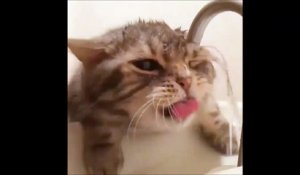 Un chat idiot essaie de boire au robinet