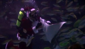 Des plongeurs déguisés en Père Noël dansent dans un aquarium