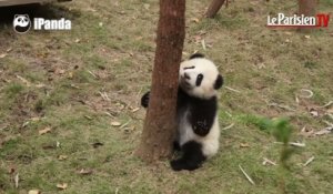 Chine : quand des bébés pandas tentent de grimper à un arbre