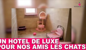 Un hôtel de luxe pour nos amis les chats! À découvrir dans la minute chat #71