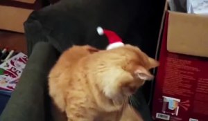 Un chat avec un chapeau de Père Noël