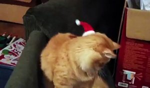 Un chat avec un bonnet de Père Noël