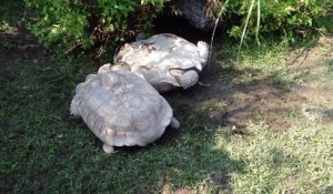 Une tortue sauve son compagnon bloqué sur le dos