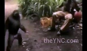 Un singe armé d'une kalashnikov fait peur à des soldats