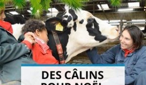 Pays-Bas : sessions de groupe de câlinage de vaches !