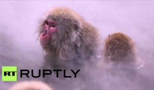 Au spa, au poil : ces macaques japonais se réchauffent dans des sources chaudes