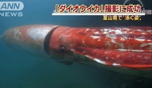 Un plongeur filme un calamar géant pour la première fois en haute définition