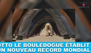 Otto, le bouledogue, établit un nouveau record mondial ! L'histoire dans la minute chien #83
