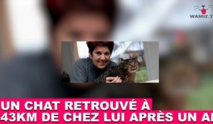 Un chat retrouvé à 43 km de chez lui un an après sa disparition. L'histoire dans la minute chat #85