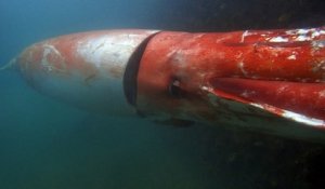 Un calamar géant fait sensation dans un port japonais