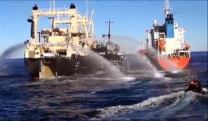Les plus grosses collisions entre les navires de Sea Shepherd et les tueurs de baleines japonais