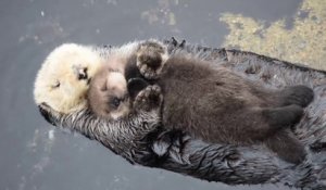 Une maman loutre câline son bébé sur son ventre