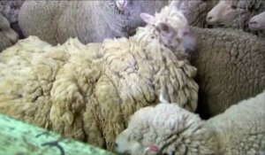 Un mouton allégé de 21 kilos de laine après avoir disparu pendant six ans