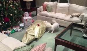 Un chien déballe son maître pour Noël