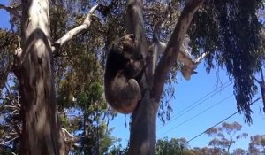 Un koala pleure au pied d'un arbre