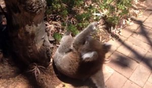 Un koala pleure et malheureux au pied d'un arbre