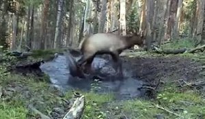 Un cerf s'amuse comme un fou dans une flaque d'eau