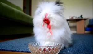Un lapin cannibale cauchemardesque... Ou trop mignon!