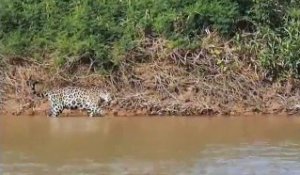 Combat entre un jaguar et un crocodile