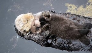 Un bébé loutre dort sur le ventre de sa mère