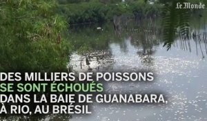 Des milliers de poissons échouent sur les rivages de Rio