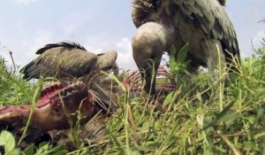 Ils ont placé une caméra dans la carcasse d'un zèbre pour filmer les vautours le manger !