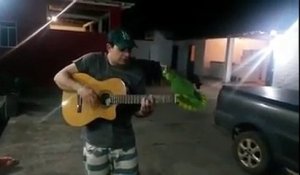 Ce que fait ce perroquet quand son maître joue de la guitare est hallucinan
