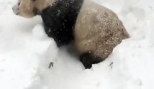 Un panda s'amuse dans la neige après le passage de " Snowzilla "
