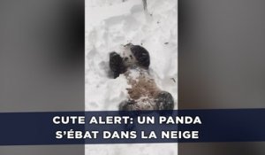 Un panda qui s’amuse dans la neige fait fondre toute la toile