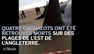 Des cachalots s'échouent sur des plages anglaises