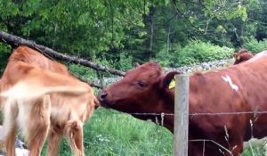 Un chien et une vache meilleurs amis!