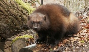 Les Gloutons au Parc Animalier de Sainte Croix