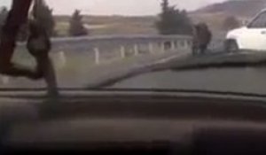 Un taureau en liberté sur l’autoroute