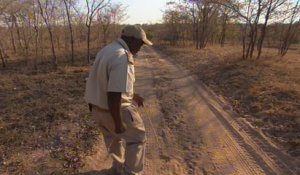 Suivez la trace des félins dans le parc national Kruger - Echappées Belles