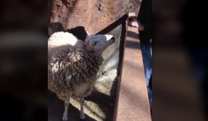 Un mouton demande de se faire gratter le dos