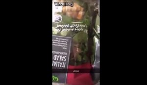 Un araignée mortelle enfermée dans un sachet de salade en supermarché