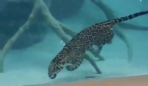 Un jaguar se nourrit en apnée sous l'eau