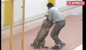 Inde: un léopard s'introduit dans une école et blesse 6 personnes