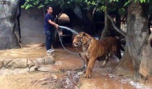 L'heure du bain pour ce gros tigre.... Job dangereux!