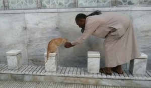 Un chat demande à boire à un homme devant une mosquée
