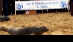 CALAIS - Quatre phoques relâchés sur la plage ce samedi