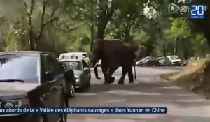 Victime d’un chagrin d’amour, un éléphant détruit des voitures sur la route