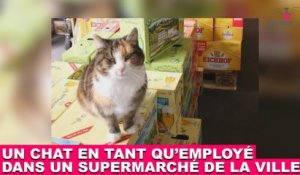 Un chat en tant qu'employé dans un supermarché de la ville? Enquête dans la minute chat #131
