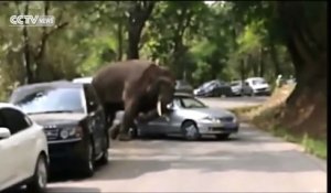 Un éléphant attaque des voitures aux Yunnan en Chine